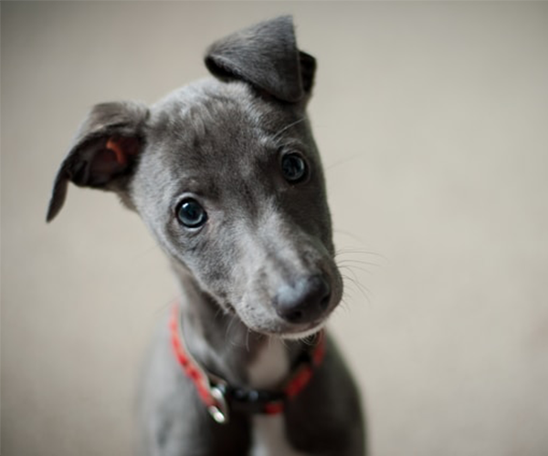 イタリアングレーハウンド写真