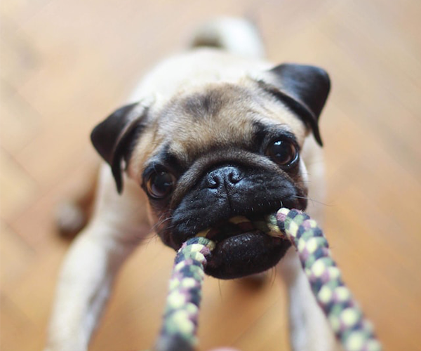 パグ写真
